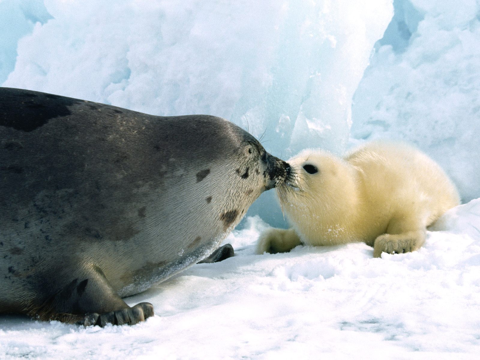 Kissy%20Kissy,%20Harp%20Seals.jpeg